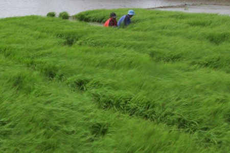  Pemkab Cirebon Targetkan 30% Sawah Bisa Tanam Lebih Cepat