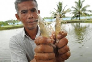  Populasi Udang Api-api di Indramayu Kian Menyusut