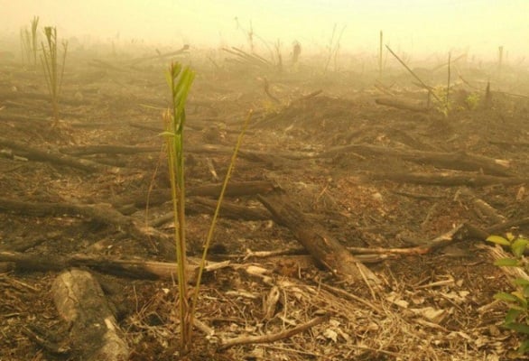  KEBAKARAN HUTAN: KLHK Gugat PT Bumi Mekar Hijau Rp7,8 Triliun