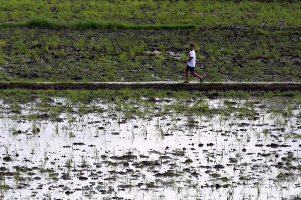  FOTO: Kementan Targetkan Cetak Sawah Baru Seluas 200.000 Ha