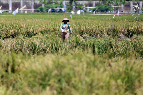  FOTO: Pemerintah Mulai Diversifikasi Sumber Beras Impor Baru