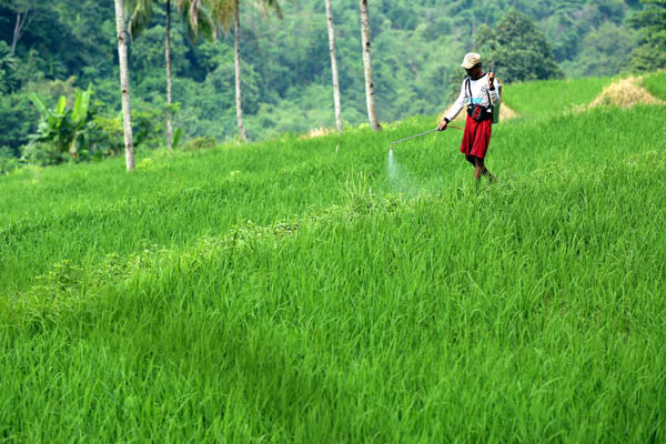  FOTO: Panen Padi di Jabar Mulai Maret