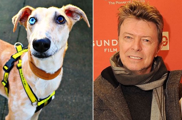  Duh, Anjing Ini Ditolak Ratusan Kali Hanya Karena Mirip David Bowie