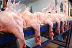  KPPU Teliti Penyebab Meroketnya Harga Ayam di Jabar