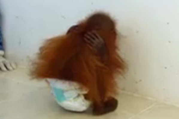  VIDEO: Rindu Ibunya, Bayi Orangutan Ini Peluk Dirinya Sendiri