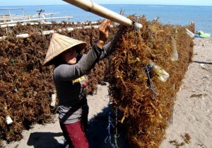  Karawang Kembangkan Budidaya Rumput Laut