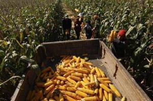  Bulog Jabar Luncurkan Program Operasi Pasar Jagung di Cirebon