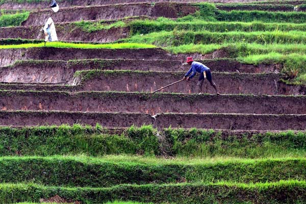  FOTO: Kejar Target Produksi 12 Juta Ton Gabah, Jabar Pacu Produksi Padi
