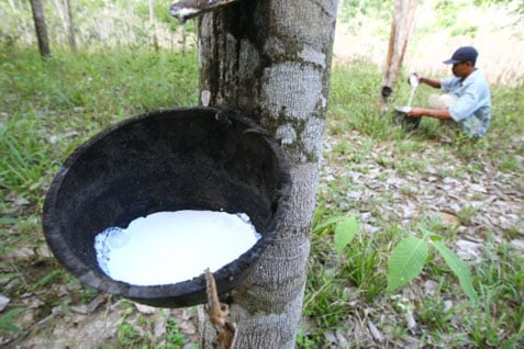  Produksi Karet Jabar Turun Karena Petani Beralih ke Komoditas Lain