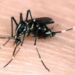  Dinas Agar Proaktif Sosialisasikan Virus Zika