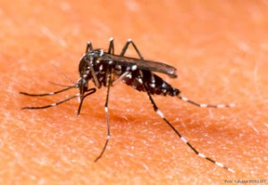  Virus Zika Masuk Spanyol, 7 Wanita Hamil Terinfeksi