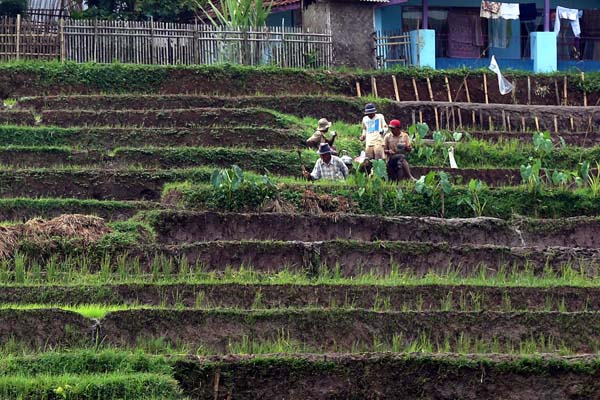  FOTO: Kementan Kucurkan 100.000 Unit Alsintan Dorong Produksi Pangan