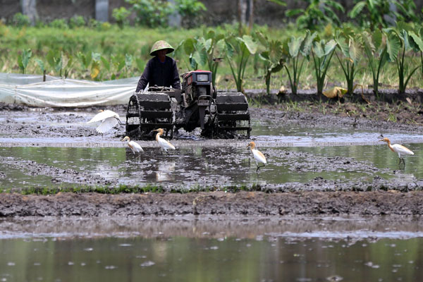  FOTO: Genjot Produksi, Pemerintah Harus Terus Salurkan Pupuk Subsidi