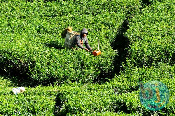  Lahan Pengganti Perkebunan yang Dilewati Kereta Cepat Harus Segera Ditetapkan