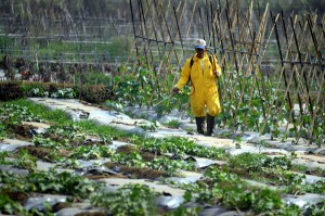  Pengalihan Subsidi Pupuk Bisa Dicoba untuk Pertanian Organik