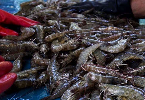  Kementerian Kelautan Fokus Kembangkan Udang Windu