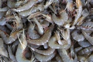  Jabar Genjot Budi Daya Udang dengan Plastik Mulsa