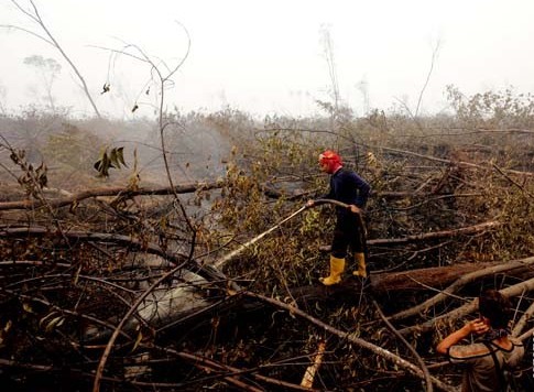  Hutan Riau Terbakar Lagi, Ribuan Personel Dikerahkan