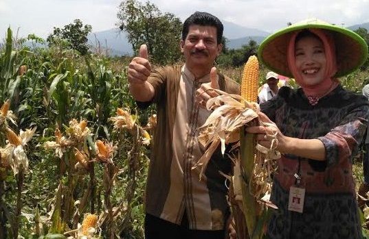  Luncurkan Paket Jagung, Kementan Yakin Produksi Terdongkrak