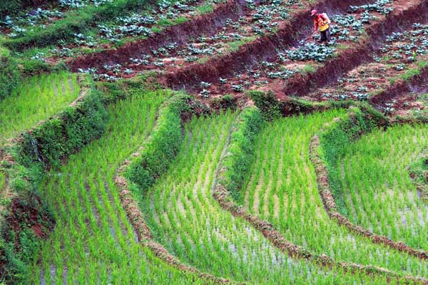  FOTO: Alih Fungsi Lahan Pertanian, Pemkab Bandung Perketat Pengawasan
