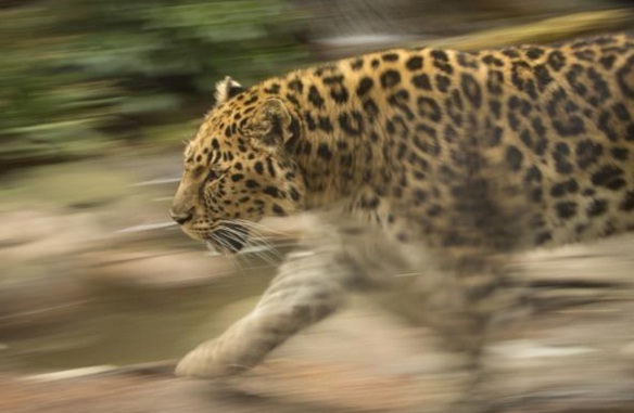  Macan Tutul Bukan Hewan Tontonan Tapi Harus Dilestarikan