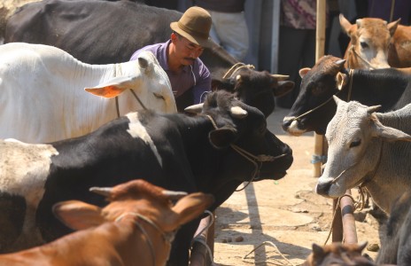  Disnak Jabar Evaluasi Inseminasi Buatan untuk Sapi