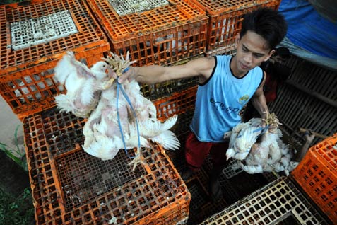  Jabar Bakal Luncurkan GPS Ayam Sentul