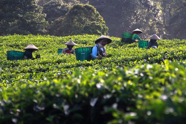  FOTO: Pemerintah Perlu Terbitkan Aturan Agribisnis Lahan Abadi