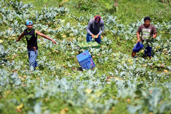  FOTO: Aesbi Inisiasi Sentra Produksi Hortikultura Kualitas Ekspor