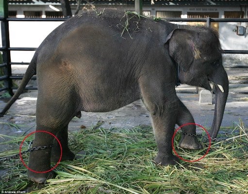  Dokter Hewan Cantik Tewas Terinjak Gajah