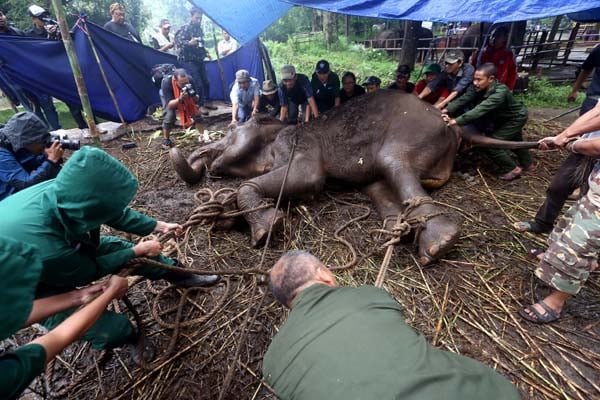  FOTO: Kritis Seminggu, Gajah Yani di Kebun Binatang Bandung Mati