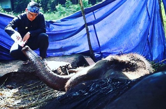  Begini Nasib Bangkai Gajah Kebun Binatang Bandung Setelah Diautopsi