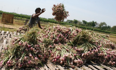  Produksi Bawang Merah Diperkirakan Cukup Hingga Idulfitri