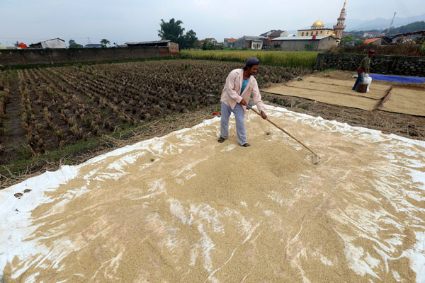  FOTO: PRODUKSI BERAS: 4 Juta Ha Sawah Tadah Hujan Dioptimalisasi