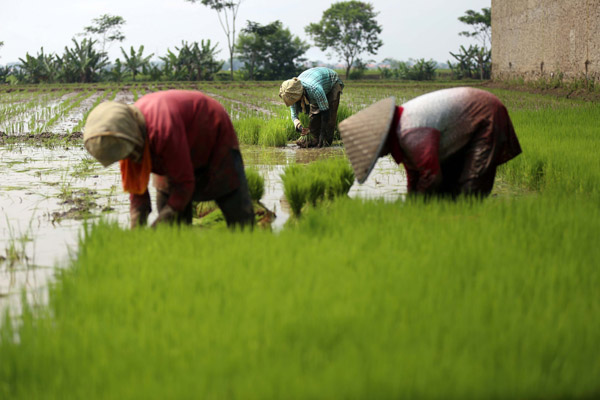  FOTO: Kementan: Indonesia Terancam Kehilangan Petani