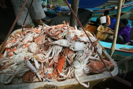  Lobster dan Rajungan Lebak Berkualitas Terbaik di Dunia