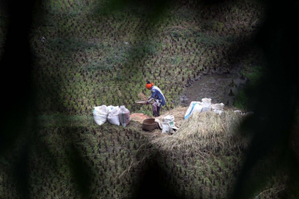  FOTO: Realisasi Sawah Baru di Jabar Hanya 900 Hektare