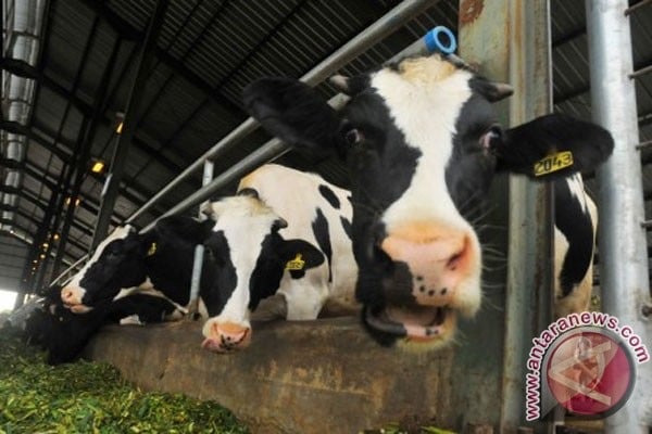  Jerman Bantu Peternak Sapi Perah 100 Juta Euro