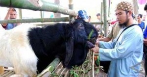  Jabar Pacu Pengembangan Kambing Etawa Tahun Depan