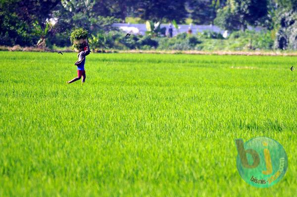  Pengendalian Alih Fungsi Lahan Produktif Harus Ditingkatkan