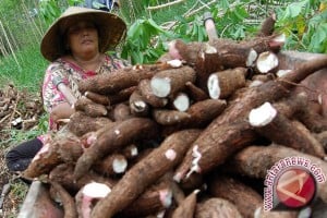  Jabar Kembangkan Singkong Karet &amp; Pisang di Selatan sebagai Komoditas Unggulan