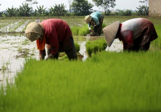  Petani di Kabupaten Bekasi Tanam Padi Mulai Juli