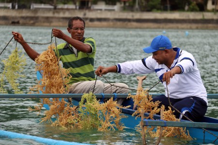  Ekspor Mentah Dilarang, Harga Rumput Laut Anjlok