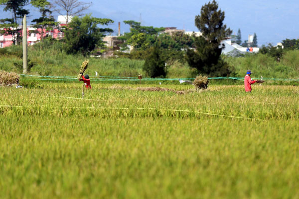 FOTO: Lahan Pertanian di Jawa Barat susut 75.000 Ha