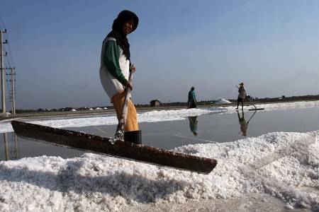  Dampak La Nina, Petambak Cirebon Tak Bisa Produksi Garam