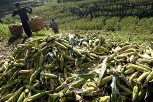  Fenomena La Nina Untungkan Petani Palawija