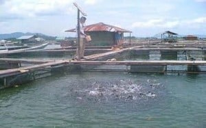  Petani Ikan Cirata Terus Merugi