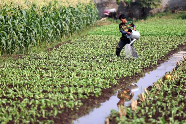  FOTO: Rumah Produksi Pertanian Diperlukan