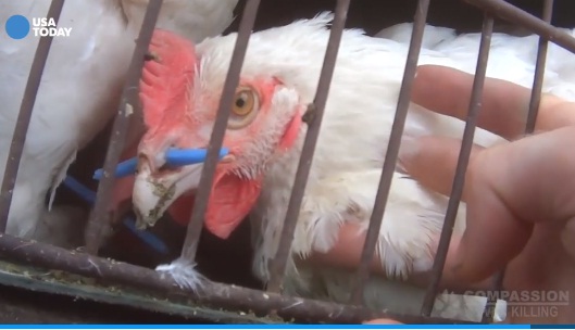  10 Pekerja AS Dipecat Karena Aniaya Ayam di Tempat Kerja