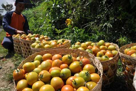  Harga Tomat Terjun Bebas, Pemerintah Diminta Buat Basis Produksi Komoditas